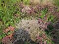 Limonium Latifolium
